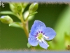 American brooklime/American Speedwell