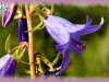 creeping bellflower