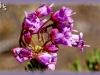 red heather/Pink Mountain-heath