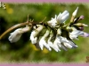 Robbins' milk vetch
