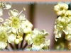 water-hemlock/Spotted Water-hemlock