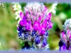 showy locoweed/Showy Point-vetch