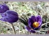 prairie crocus/American Pasqueflower
