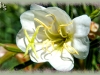 white evening-primrose