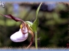 sparrow's-egg lady's-slipper