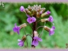 Drummond's rock cress