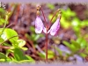twinflower