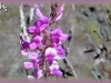 sainfoin