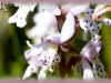 round-leaved bog orchid/Lesser Roundleaf Orchid