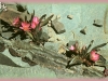 alpine lewisia/Alpine Bitterroot