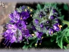 Lyall's scorpionweed/Lyall's Phacelia