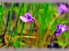 common butterwort