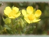 prairie cinquefoil/Pennsylvania Cinquefoil