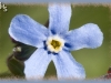 large-flowered stickseed/Davis Mountain Stickseed