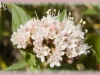 mountain valerian/Marsh Valerian
