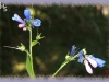 tall lungwort/Tall Bluebells