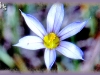 pale blue-eyed grass/Northern Blue-eyed-grass