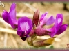 Missouri milkvetch