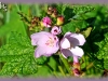 mountain hollyhock/Streambank Globemallow