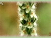Pursh's plantain/Woolly Plantain