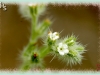 Fendler's cryptanthe/Fendler's Cat's-eye