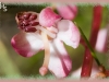common pink wintergreen/Pink Wintergreen