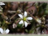 Nuttall's sandwort