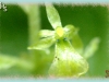 broad-lipped twayblade