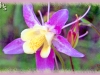 yellow columbine
