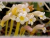 one-flowered cancer-root/One-flowered Broomrape