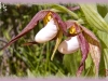 mountain lady's-slipper