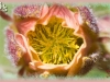 purple avens