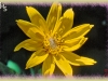 heart-leaved arnica