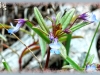 blue-eyed Mary