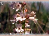 white beardtongue