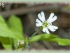 Menzies' catchfly/Menzies' Pink