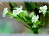 spreading sweet cicely/Blunt-fruit Sweet-cicely,