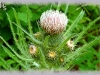meadow thistle/Drummond's Thistle