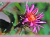 Arctic aster/Siberian Aster