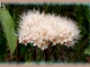 white meadowsweet
