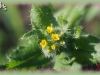 fiddle-neck/Small-flower Fiddleneck