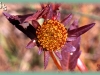 tall beggarticks/Three-lobe Beggarticks