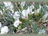 cushion milkvetch/Threeleaf Milkvetch