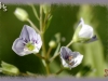 speedwell/Brook-pimpernel