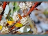 short-capsuled willow/Short-fruit Willow