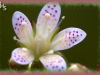 spotted saxifrage/Matte Saxifrage