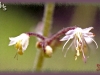 sugar scoop/ Oneleaf Foamflower