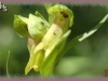 bracted bog orchid/ Long-bract Green Orchis