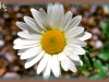 ox-eye daisy