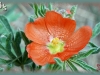 scarlet mallow/Red Globemallow